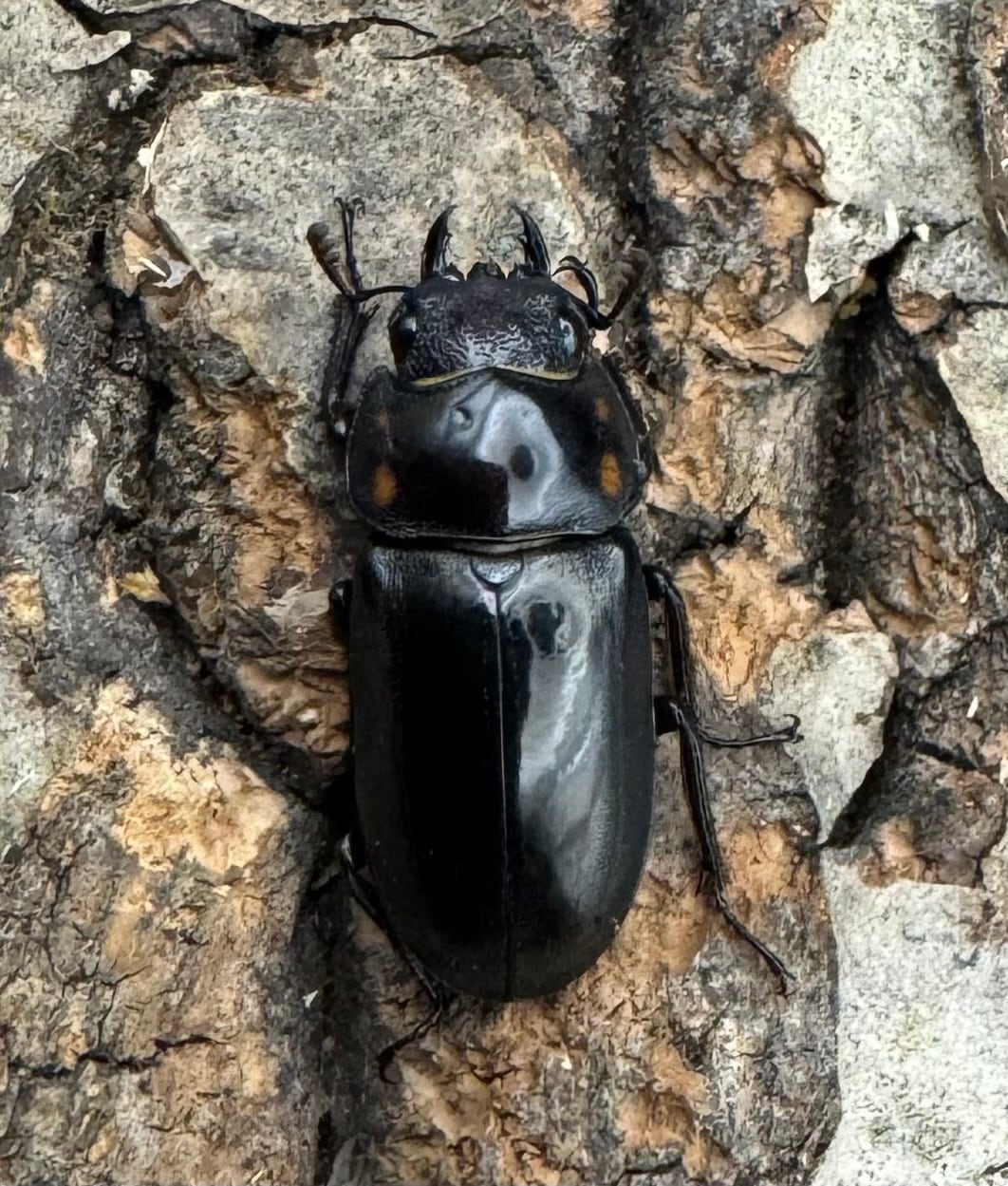 【WF2】《フルボノタトゥスコクワ 31mm ペア》Moro氏ブリード個体