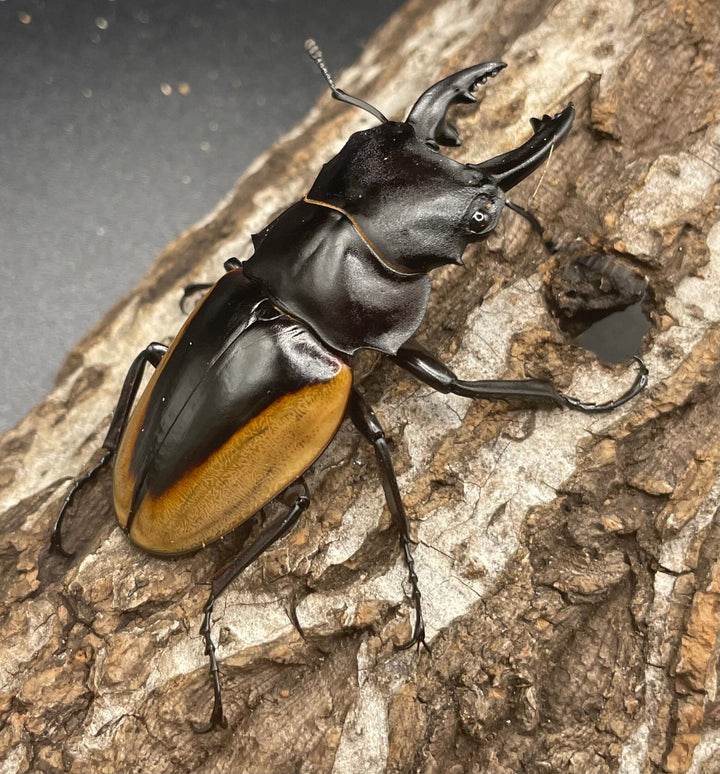 【WD】《クベラツヤクワガタ亜種fallaciosa 64mm ♂♀♀トリオ》
