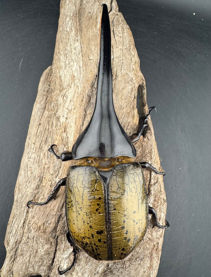 《ヘラクレス・ヘラクレス 147mm ペア》