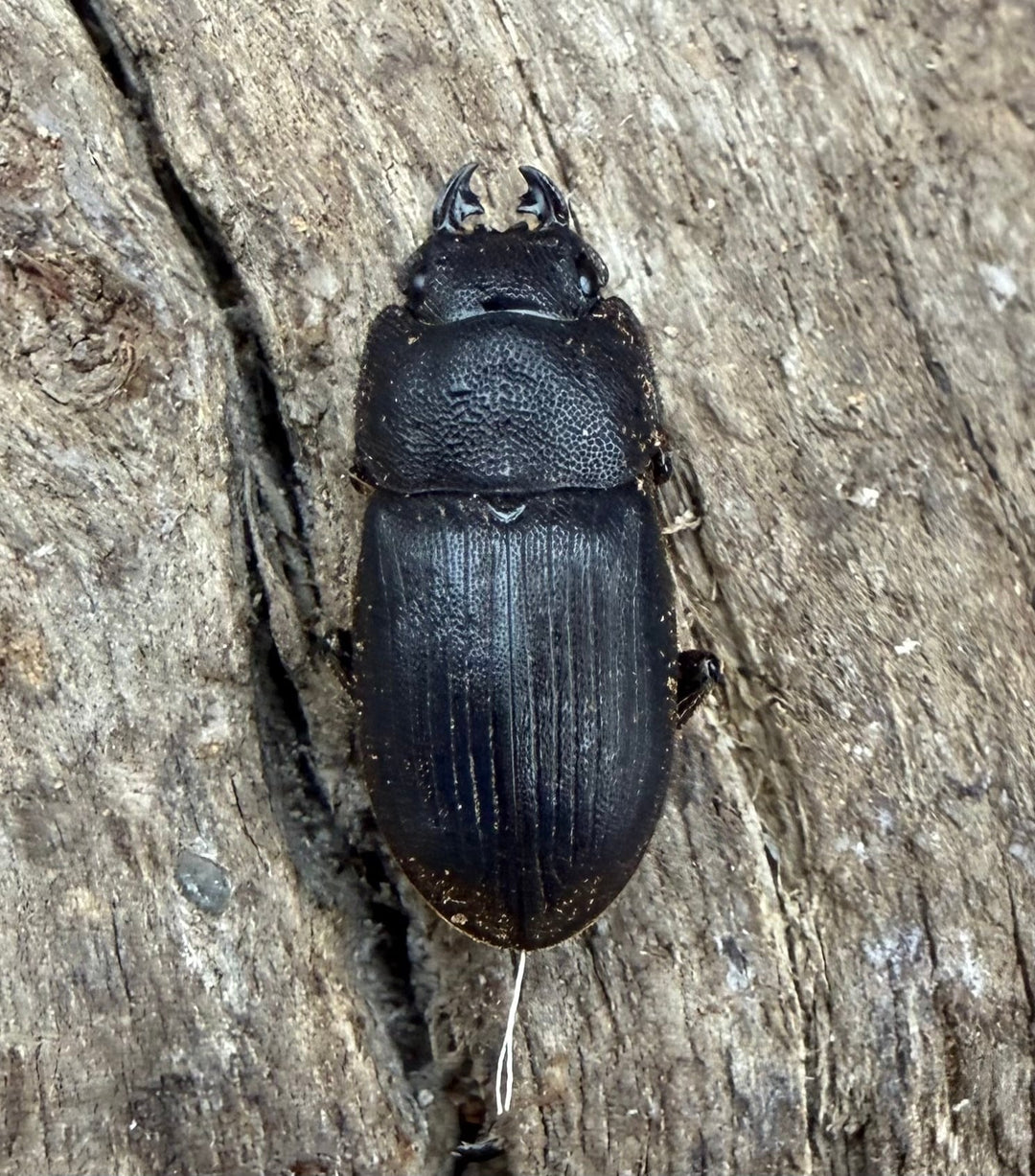 【WD】《インプレッシコリスネブト亜種patprici 26.5mm ペア》