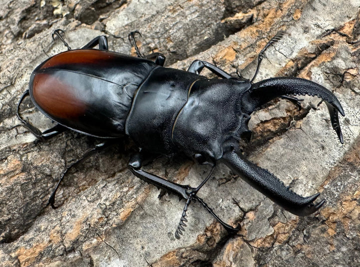 《サヌチフタマタ 65mm ペア》Moro氏ブリード個体