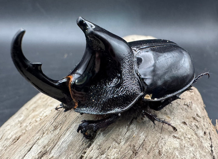 【WD】《オオツノメンガタカブト 南カリマンタン産 55mm A’品ペア》