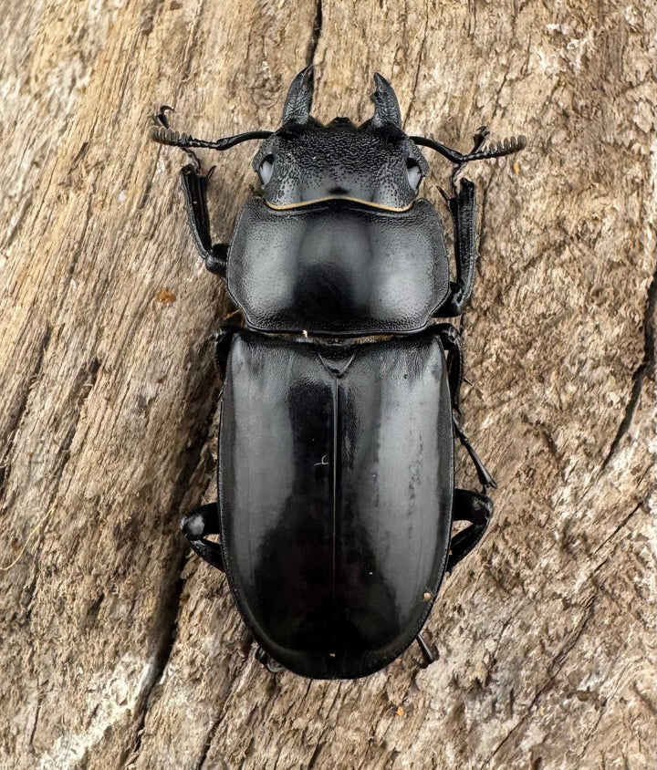 【WD】大型《リノケロスフタマタ 93.5mm ペア》