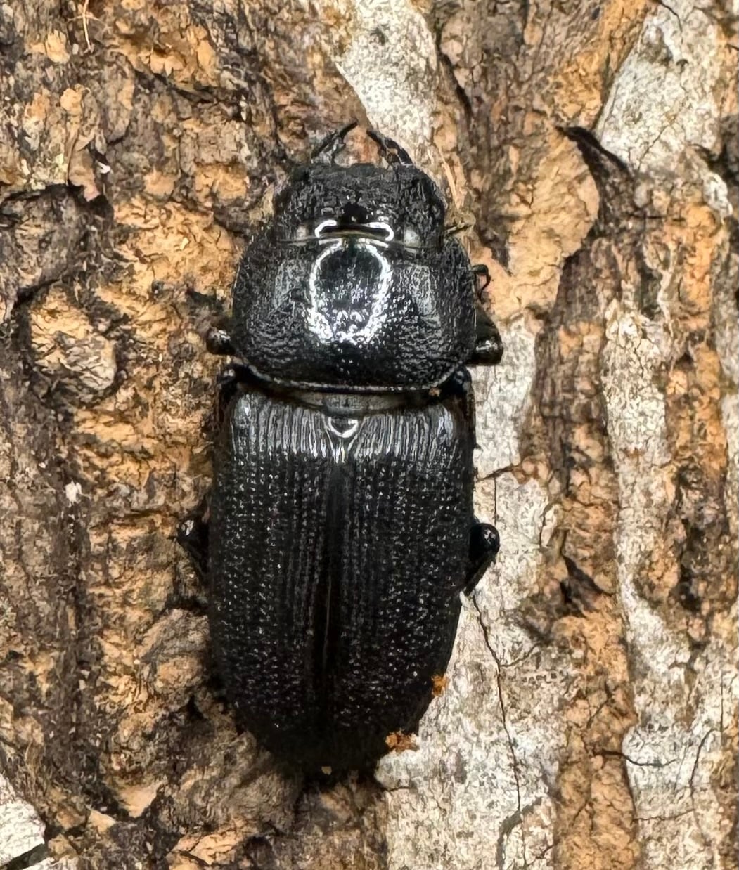 【WD】《ドルクス リンビン 42mm ♂♀♀トリオ》