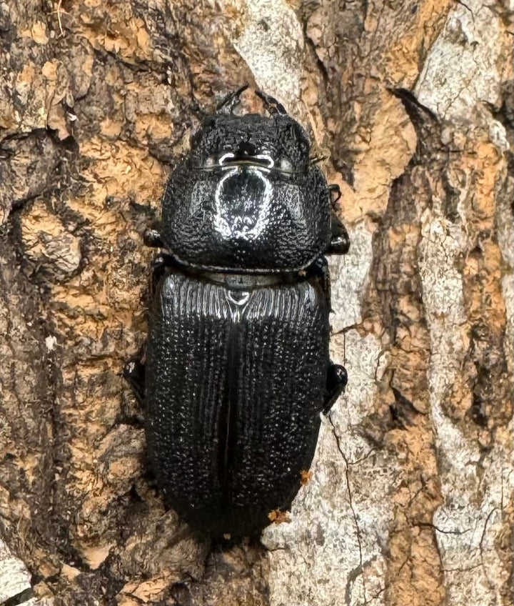 【WD】《ドルクス リンビン 42mm ♂♀♀トリオ》