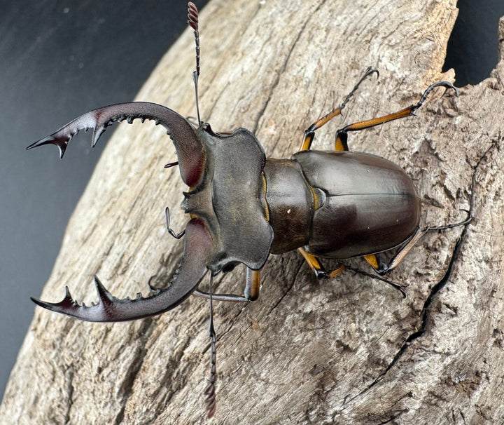 【WD】《フェアメイルミヤマ 雅安市産 54mm ペア》