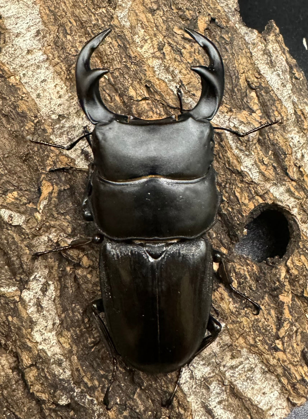 【WD】《ジャワパリーオオクワ 66mm ♂A’品ペア》