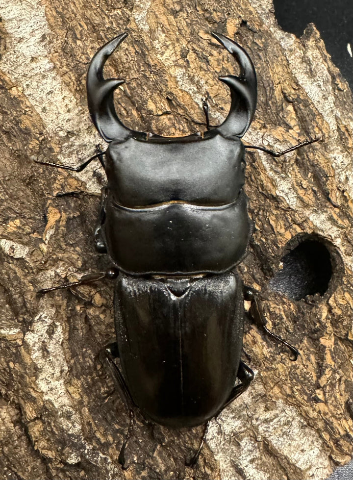 【WD】《ジャワパリーオオクワ 66mm ♂A’品ペア》