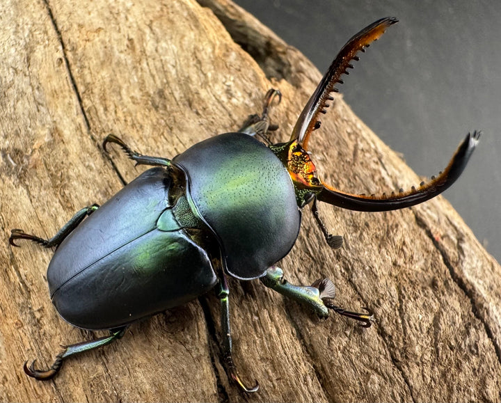《パプアキンイロクワガタ 38mm ペア》