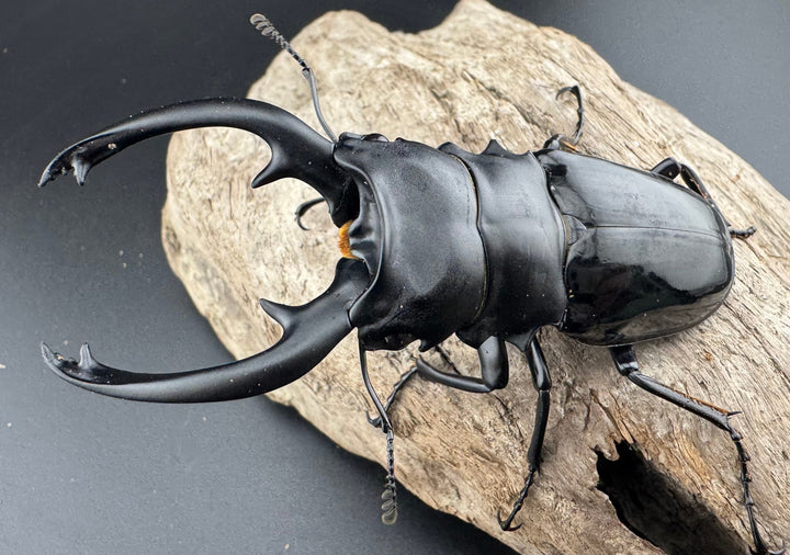 【WD】《インターメディアツヤクワガタ パラワン産 91mm ペア》