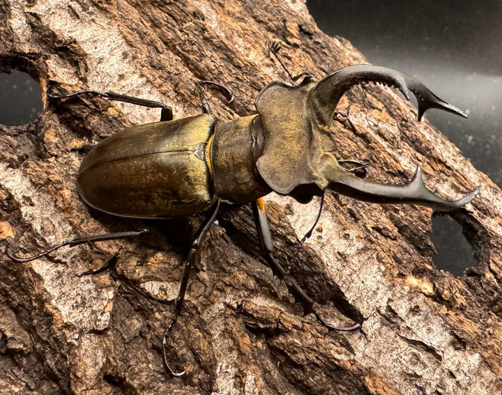 【WD】《ノビリスミヤマ 58mm ペア》