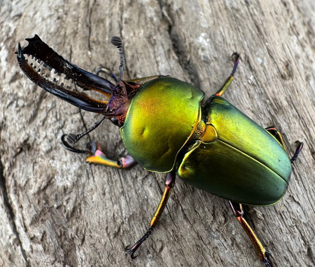 【WD】《パプアキンイロクワガタ アルファック産 38.5mm ペア》