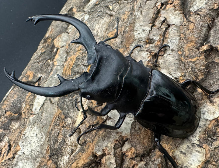 【WD】《インターメディアツヤクワガタ 90mm ペア》