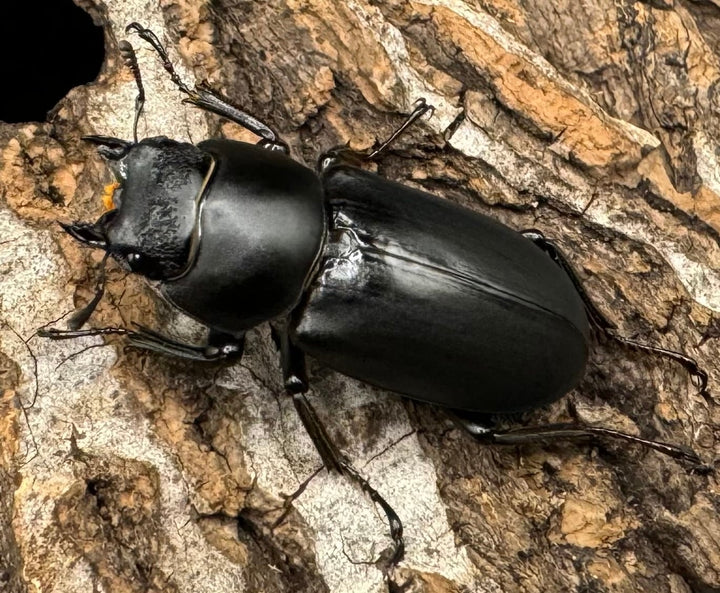 【WD】《ドルクス タオ 30mm ペア》