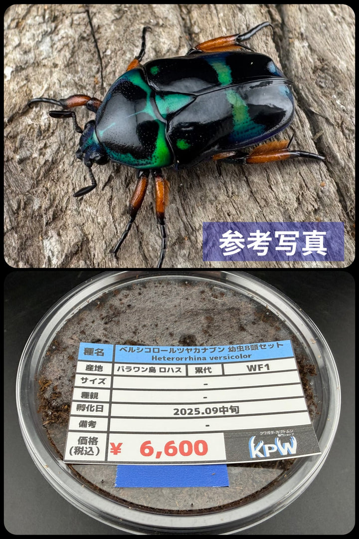 【WF1】《ベルシコロールツヤカナブン ロハス産 幼虫8頭セット》