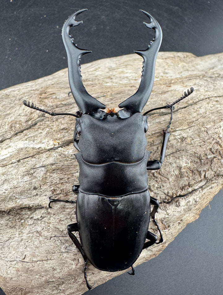 【WD】《 ギラファノコギリ亜種ボロブドゥール 91.5mm ペア》