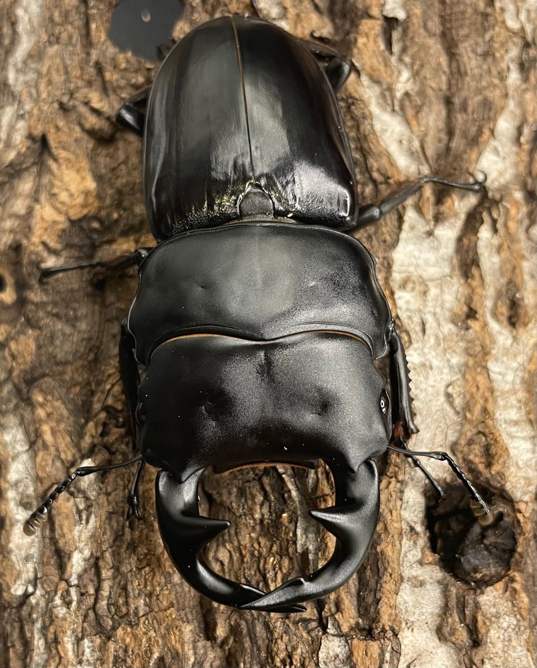 《インドグランディス亜種moriyai Garda95.0血統 80mm ペア》