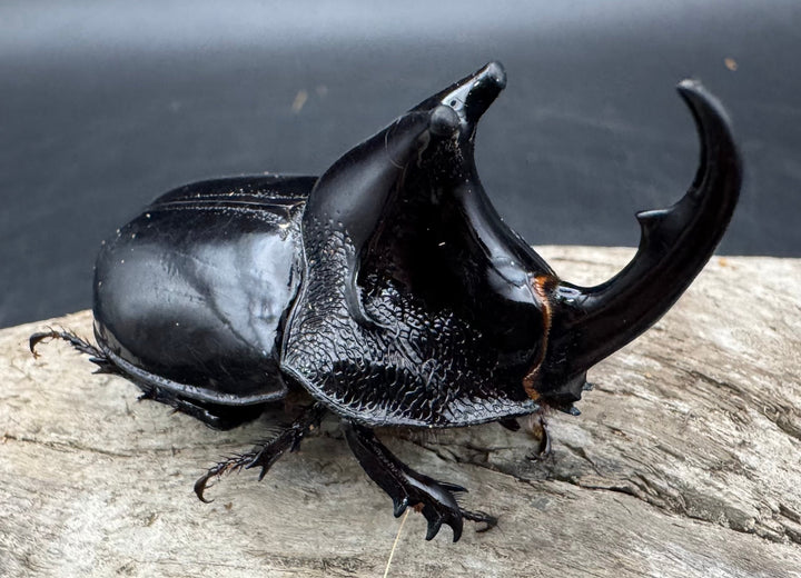 【WD】《オオツノメンガタカブト 南カリマンタン産 55mm A’品ペア》