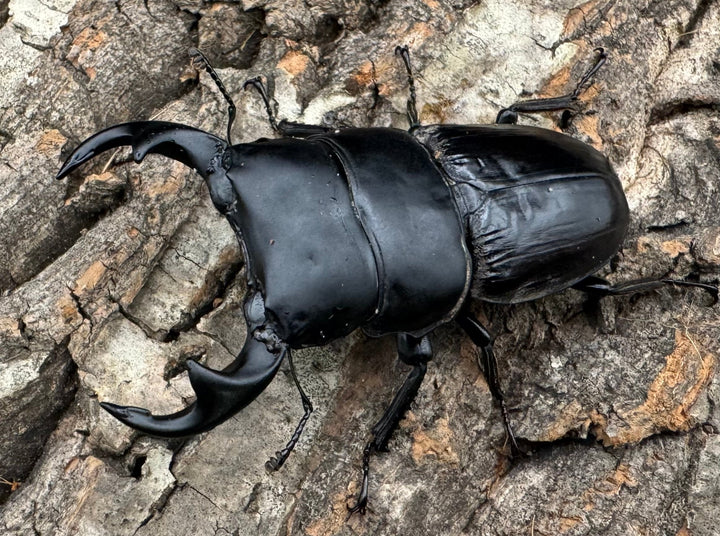 【WD】《ジャワパリーオオクワ 70mm ペア》