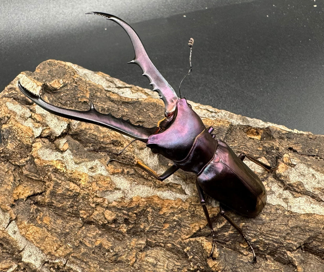 【美麗】《メタリフェルホソアカ 75mm ペア》わたくわ氏ブリード個体