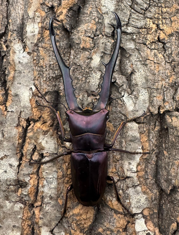 【美麗】《メタリフェルホソアカ 82mm ペア》セルヴォラン氏ブリード個体