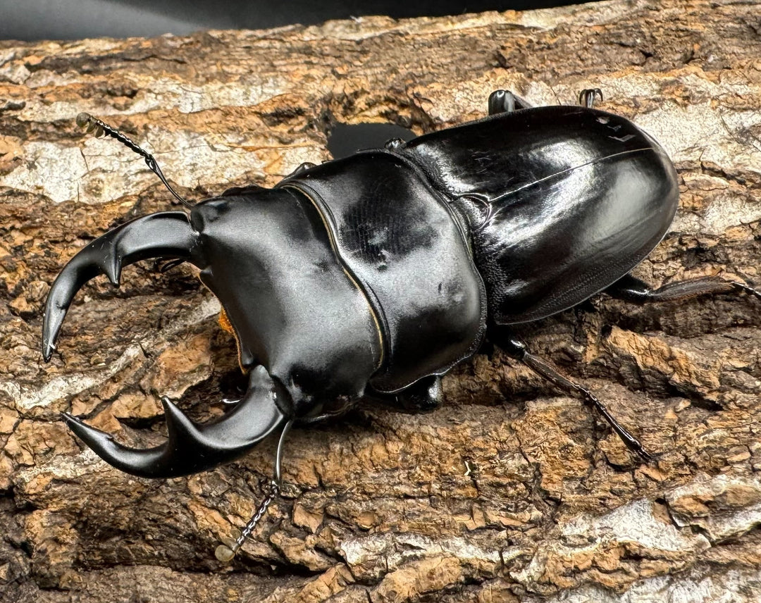 【WD】《クルビデンスオオクワ タイ産 64.5mm ペア》