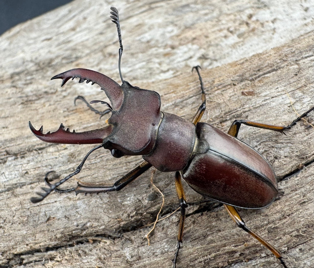 【WD】《ウーイーミヤマクワガタ 33.5mm♂♀♀トリオ》