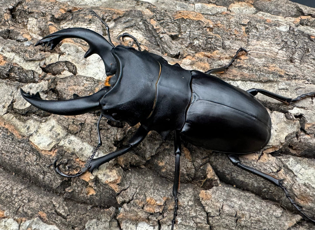 【WD】《アルケスツヤクワガタ 80-87mm ペア》