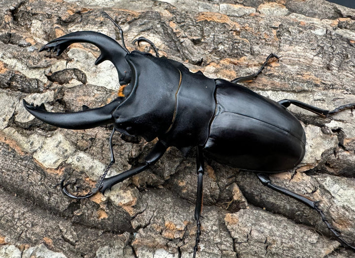 【WD】《アルケスツヤクワガタ 80-87mm ペア》