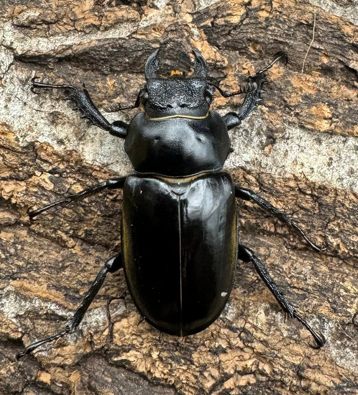 【WD】《フライミヤマクワガタ 48mm ペア》