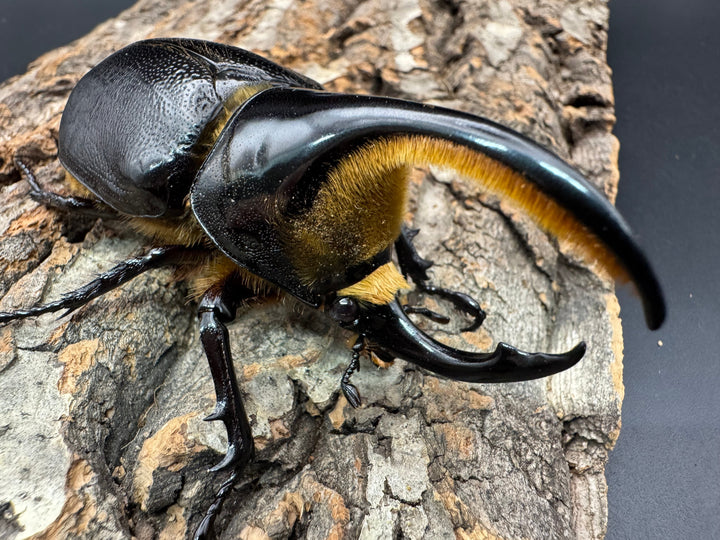 即ブリ《サタンオオカブト 83mm ペア》①