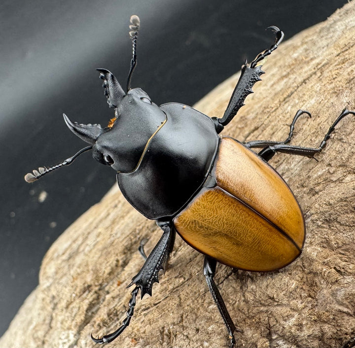 【WD】《ニティドゥスマルバネ亜種lemeei 広西壮族産 39.5mm ペア》