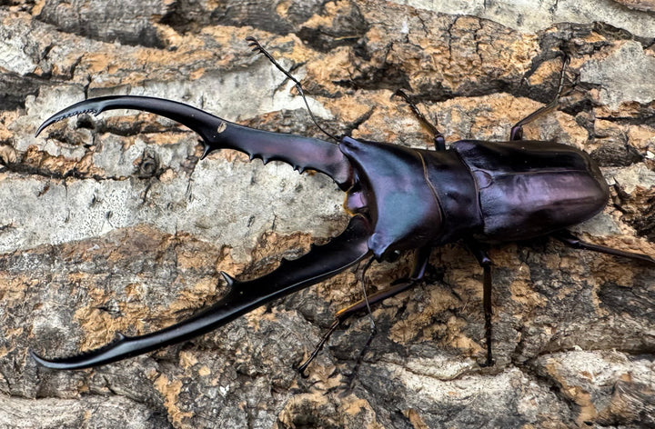 【美麗】《メタリフェルホソアカ 74mm ペア》わたくわ氏ブリード個体