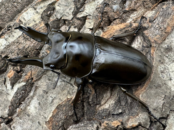 《ババオウゴンオニクワガタ 65mm ペア》
