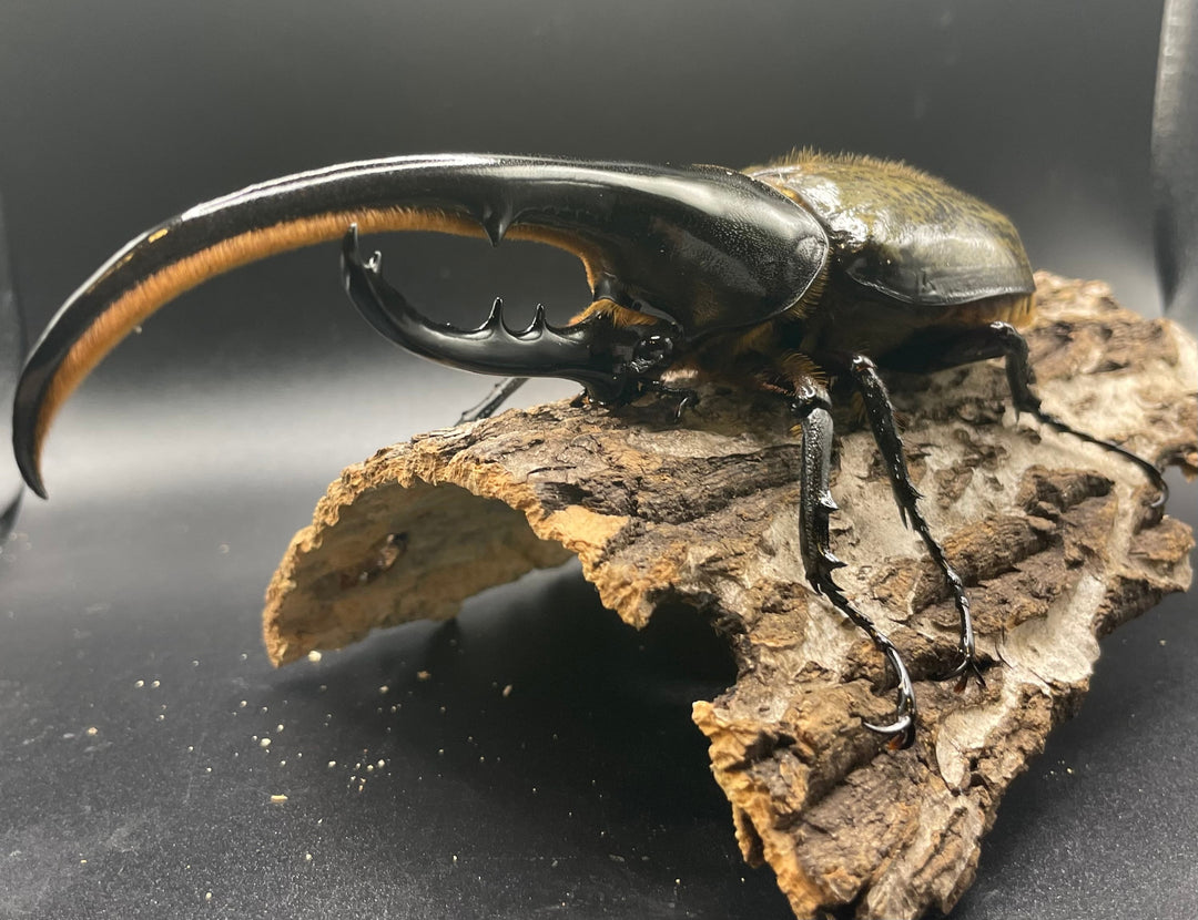 即ブリ《ヘラクレス・ヘラクレス 146mm ペア》