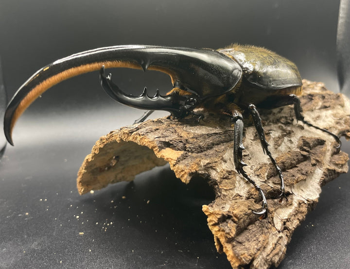 即ブリ《ヘラクレス・ヘラクレス 146mm ペア》