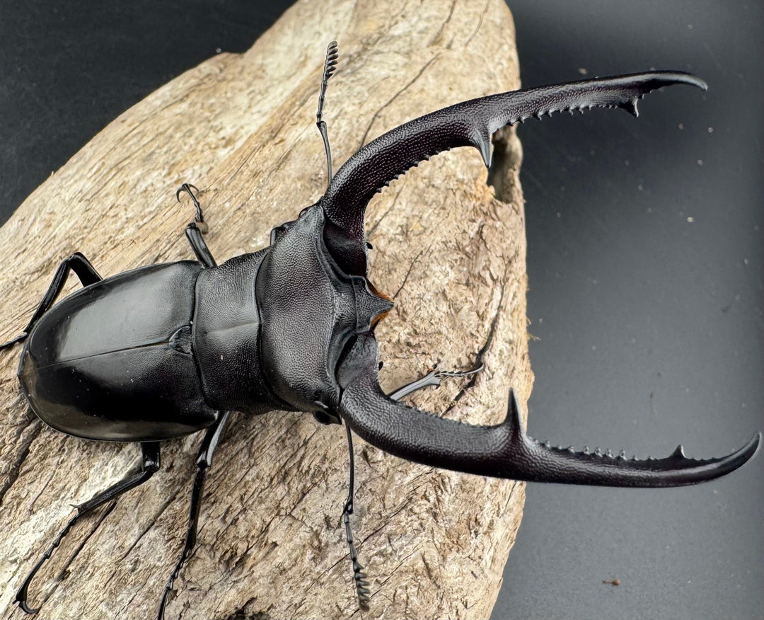 【WD】《マンディブラリスフタマタ 92.5mm ペア》