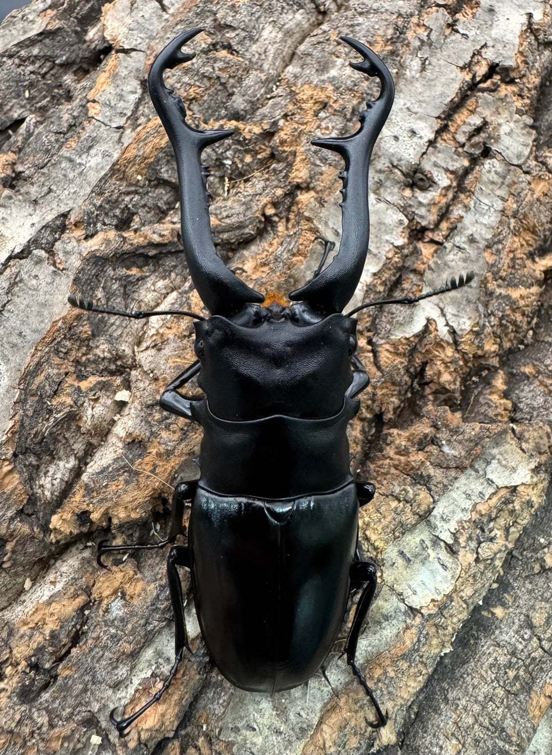 【WF1】《ギラファノコギリ原名亜種 タイ産 95mm ペア》①