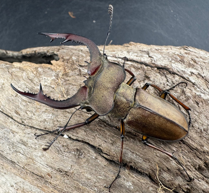 【WD】《フォルモサスミヤマクワガタ 50mm ペア》