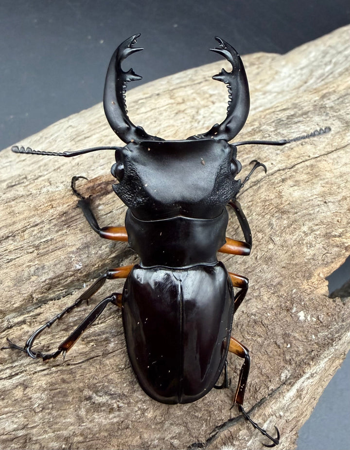 【WD】《インペリアリスツヤ亜種komorii トゥルスマリア産 61mm ペア》