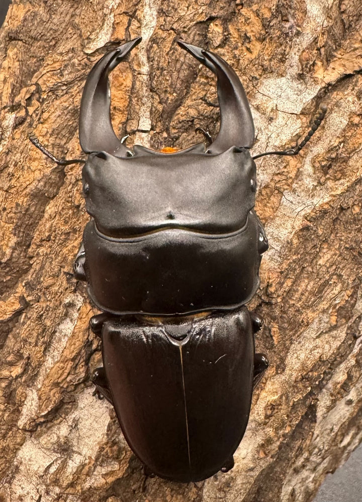 《ホペイオオクワ STA 73mm ペア》