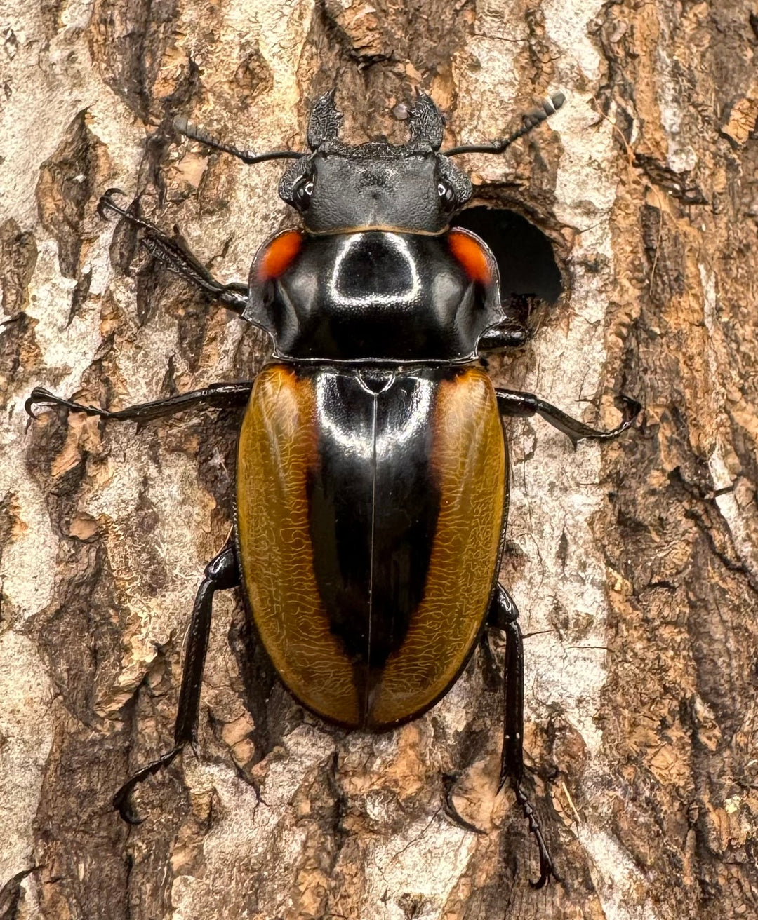 【WD】《ラコダールツヤクワガタ アチェ産 77.5mm ペア》