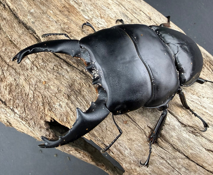 【WD】《アルキデスヒラタ アチェ産 長歯 91mm ペア》