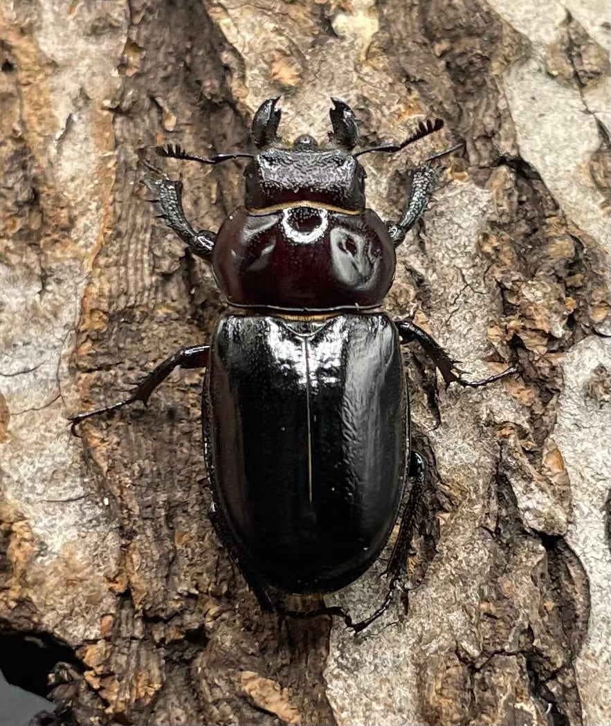 《ミクラミヤマ 神津島産 Free ペア》