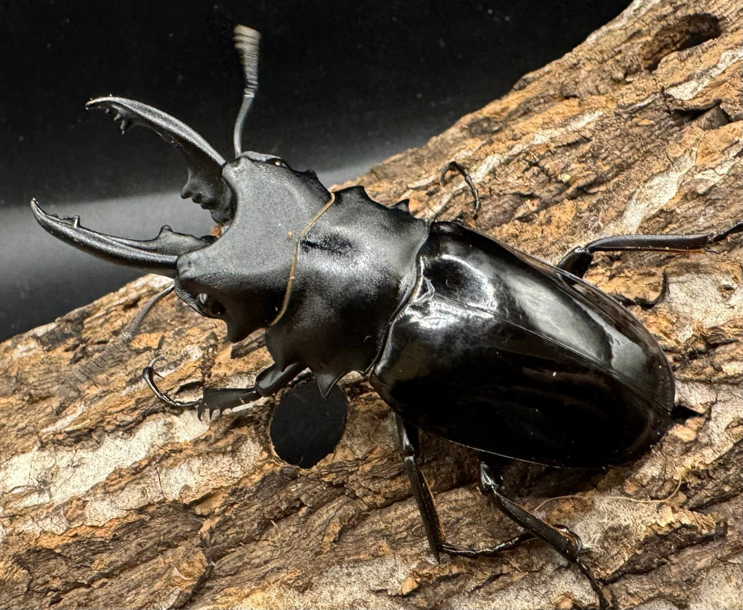 【WD】《ベリコサツヤクワガタ 73.5mm ペア》