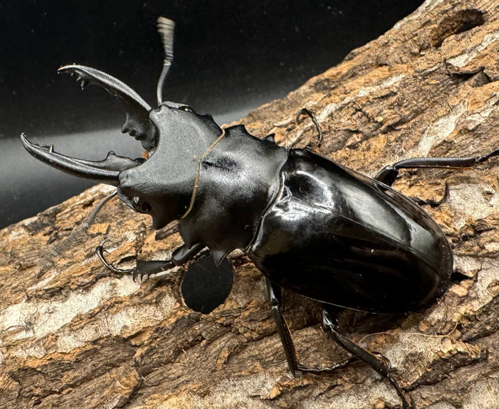 【WD】《ベリコサツヤクワガタ 73.5mm ペア》