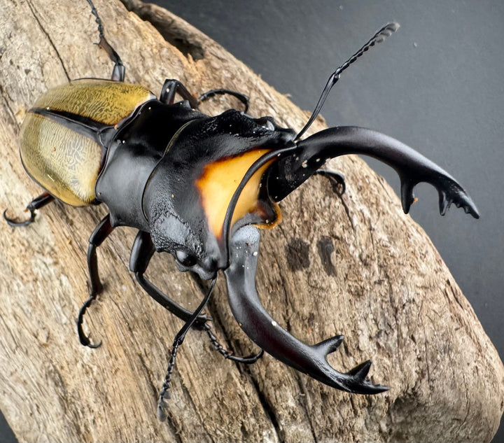 【WD】《ラコダールツヤクワガタ 77mm ペア》