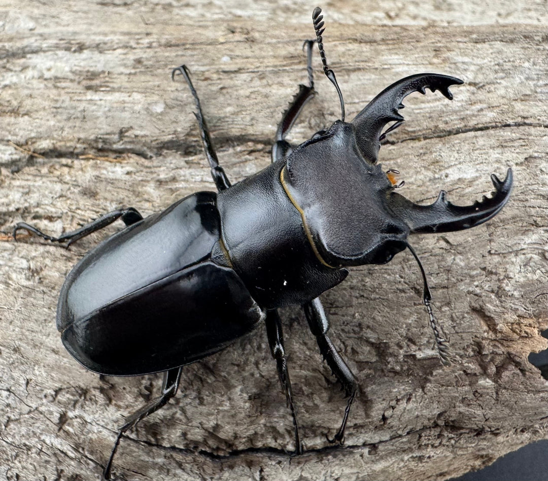 【WF1】《クリイロミヤマ 秀林郷産 44.5mm ペア》