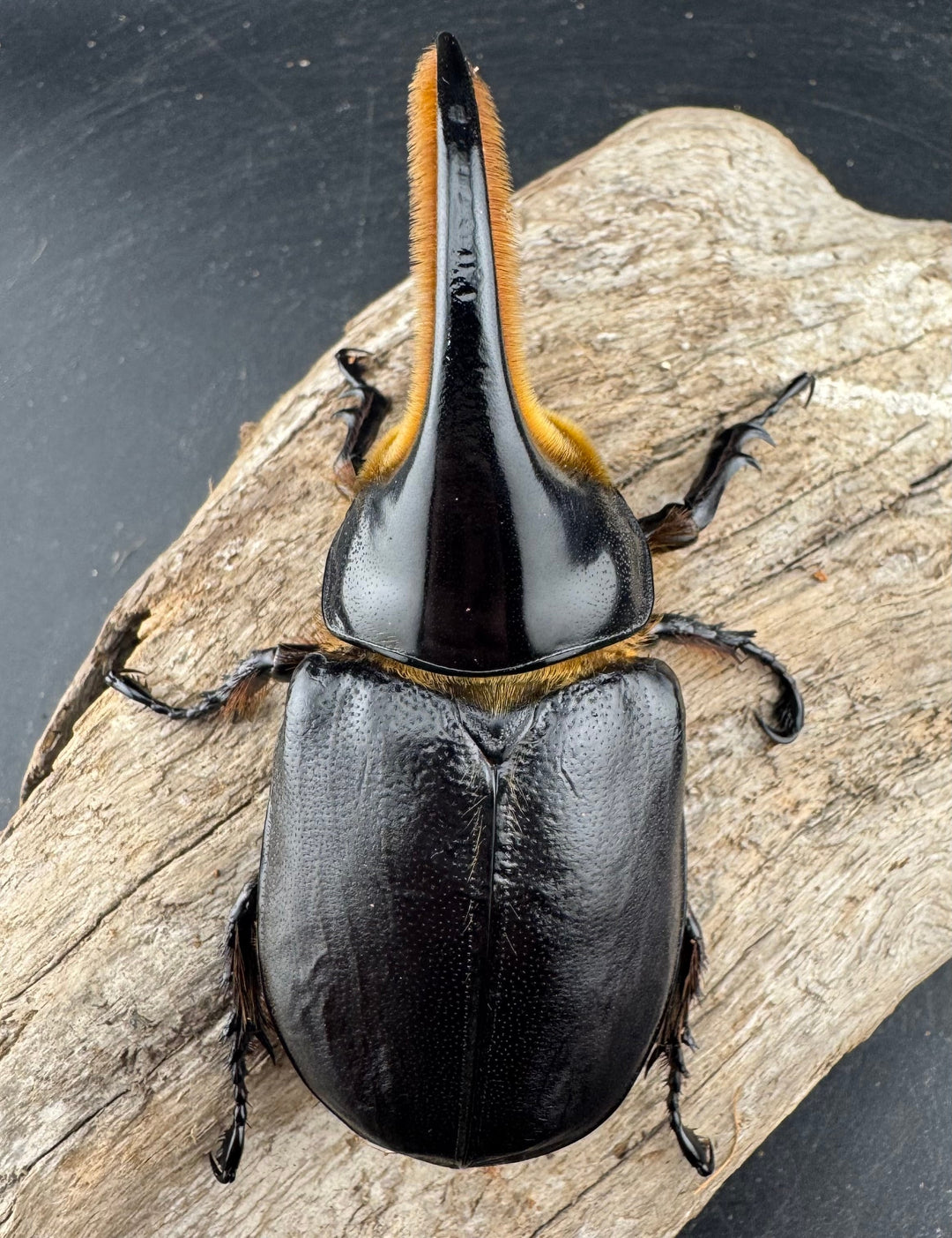 《サタンオオカブト 95mm ペア》inohiro109氏ブリード個体