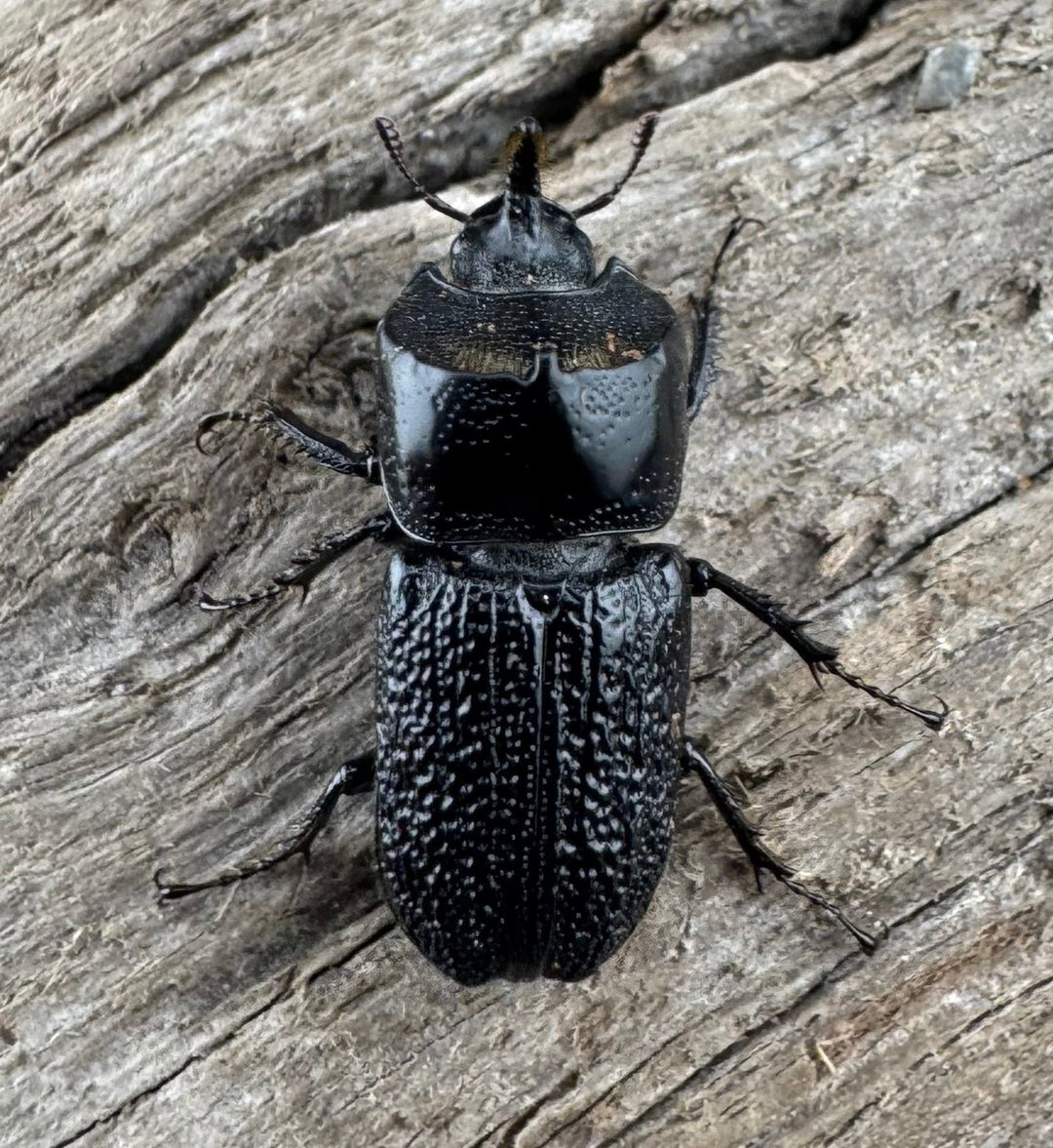 【WD】《ウンナンイッカククワガタ Free ♂♀♀トリオ》①